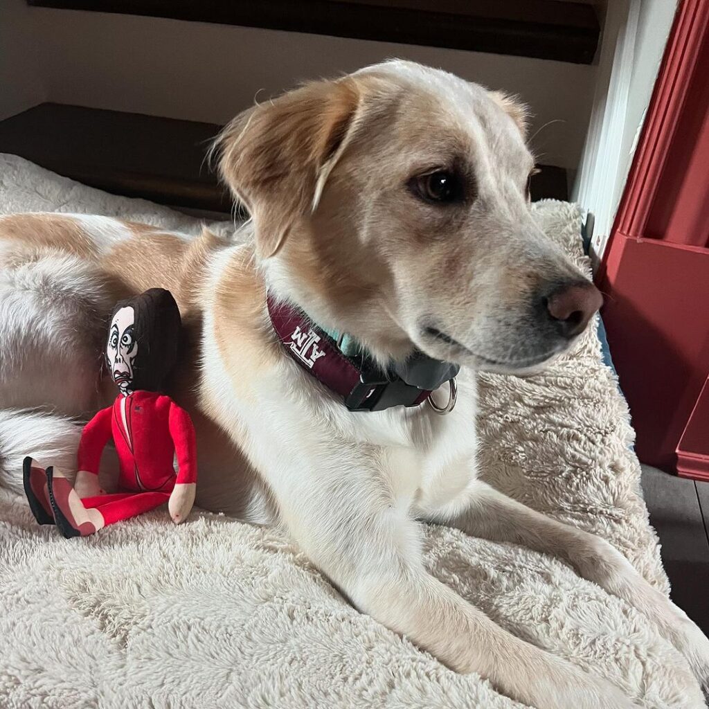 Laura Ingraham's dog, Zoey, with a "Kamala Harris" chew toy